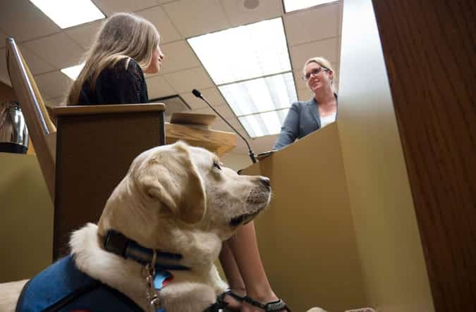 courthouse therapy dogs