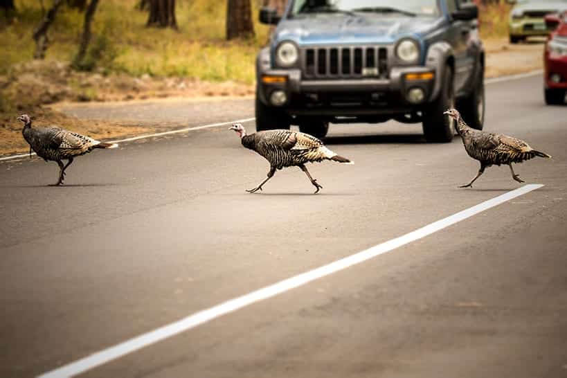 Avoid Thanksgiving Car Accidents