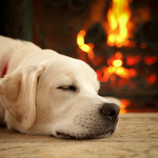 Dog Lying Down Near Fireplace