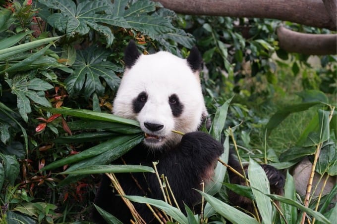 Panda eating in San Diego Zoo