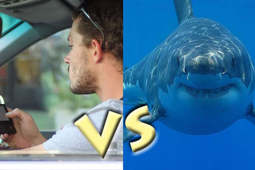 distracted driver vs shark